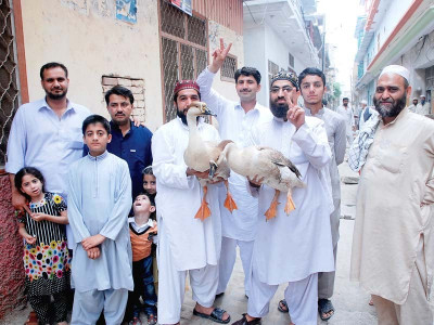 double entendre if it has feathers and it quacks it s a duck double entendre if it has feathers and it quacks it s a duck