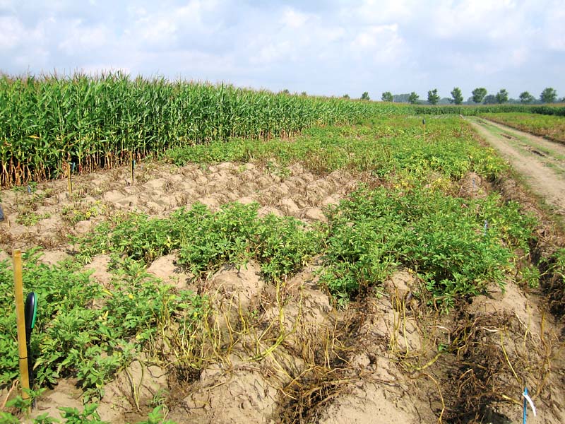 crops destroyed district admin action irks farmers