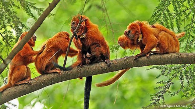 a tamarin can fetch between 5 000 euros 5 600 to 10 000 euros on the black market photo euronews a tamarin can fetch between 5 000 euros 5 600 to 10 000 euros on the black market photo euronews