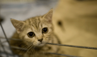 fee dispute lhc moved against vet for killing pet cat