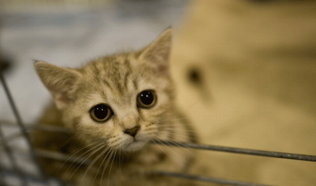dr atia a pu assistant professor says vet gave wrong injections to her pet cat photo afp dr atia a pu assistant professor says vet gave wrong injections to her pet cat photo afp