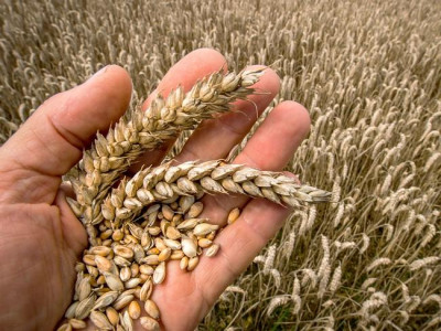 wheat supply finance ministry refuses to clear all passco dues