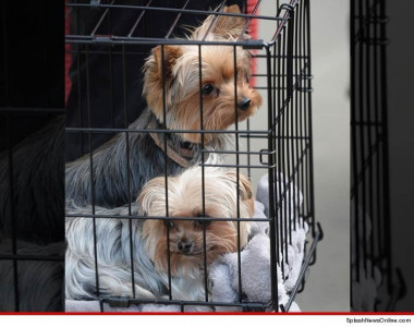 johnny depp s dogs fly home after quarantine wrangle