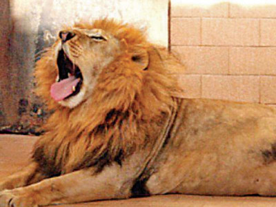 no appropriate sanctuary available for animals no appropriate sanctuary available for animals