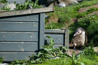 norwegians hunt for baby penguins stolen in suspected student prank