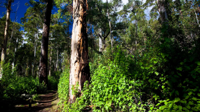 forest cover expands across k p forest cover expands across k p