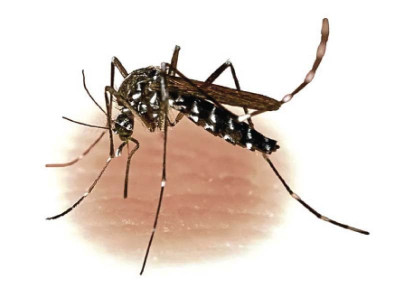 dengue virus carriers health expert for check up of incoming passengers