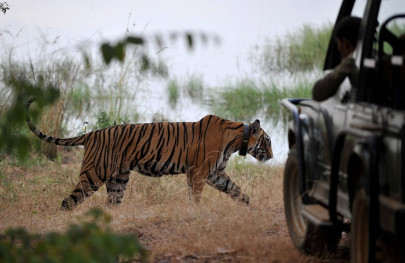 indian public campaigns to send killer tiger home indian public campaigns to send killer tiger home