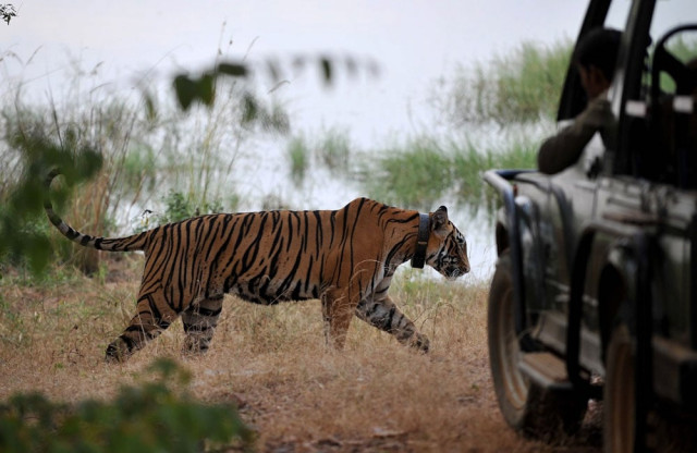 in this photograph taken on october 20 2010 a tiger is seen during a jungle safari at the ranthambore national park in ranthambore around 200kms from jaipur indian wildlife lovers have on may 19 2015 launched a campaign to move a tiger back to the wildlife reserve where he grew up after he was placed in captivity following the death of a forest guard the nine year old male known as ustad or master was taken from the ranthambore national park in northwestern india on on may 16 and placed in an enclosure at a zoo 500 kilometres 310 miles away photo afp in this photograph taken on october 20 2010 a tiger is seen during a jungle safari at the ranthambore national park in ranthambore around 200kms from jaipur indian wildlife lovers have on may 19 2015 launched a campaign to move a tiger back to the wildlife reserve where he grew up after he was placed in captivity following the death of a forest guard the nine year old male known as ustad or master was taken from the ranthambore national park in northwestern india on on may 16 and placed in an enclosure at a zoo 500 kilometres 310 miles away photo afp