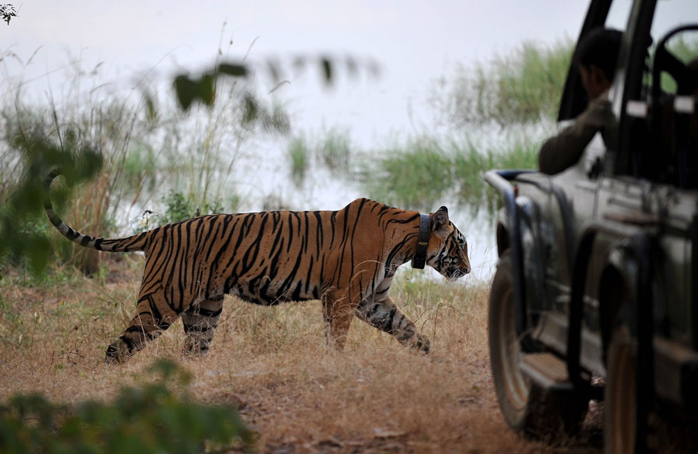 in this photograph taken on october 20 2010 a tiger is seen during a jungle safari at the ranthambore national park in ranthambore around 200kms from jaipur indian wildlife lovers have on may 19 2015 launched a campaign to move a tiger back to the wildlife reserve where he grew up after he was placed in captivity following the death of a forest guard the nine year old male known as ustad or master was taken from the ranthambore national park in northwestern india on on may 16 and placed in an enclosure at a zoo 500 kilometres 310 miles away photo afp