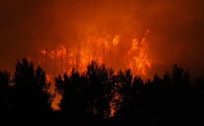 environment hazard hundreds of trees burn in forest fire