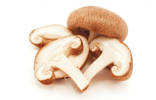 modern technology has made it possible to grow mushrooms under control and semi controlled conditions said dr asif ali
