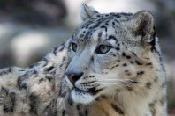 leopards face growing threats across k p