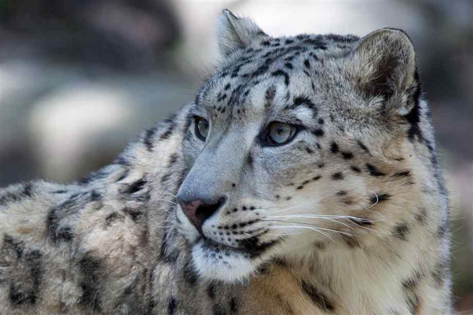 snow leopards cat on camera