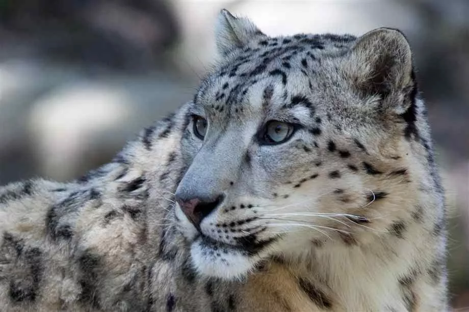 leopard population at the door of extinction leopard population at the door of extinction