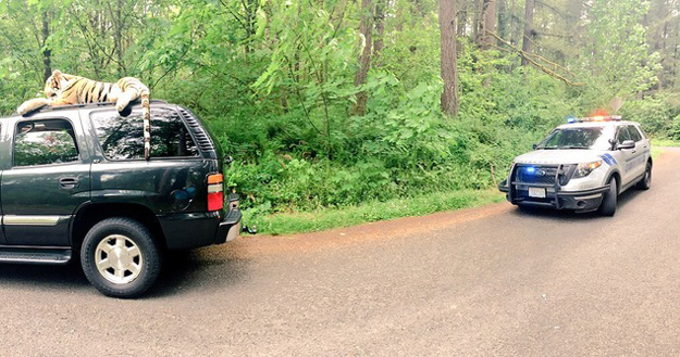 a concerned citizen called 911 after seeing what appeared to be a live tiger riding atop a sport utility vehicle photo dailymail