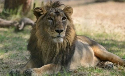 last surviving lion of rawalpindi wildlife park dies