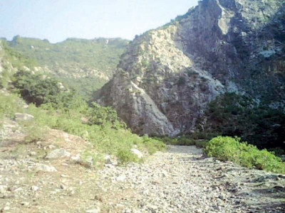 saving trees policy on deforestation still a distant dream saving trees policy on deforestation still a distant dream