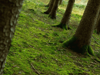 guzara forests undp deliberating ways to compensate owners guzara forests undp deliberating ways to compensate owners