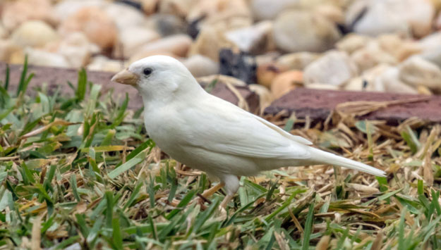 albino sparrow one of the rarest birds in the world in the outer melbourne suburb of point cook photo afp