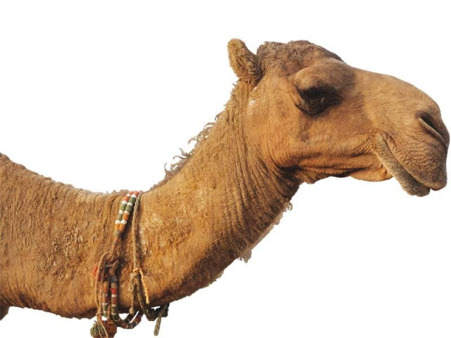 pakistan experiences a boost in sale of camel milk hailed as an elixir of health photos farahnaz zahidi pakistan experiences a boost in sale of camel milk hailed as an elixir of health photos farahnaz zahidi