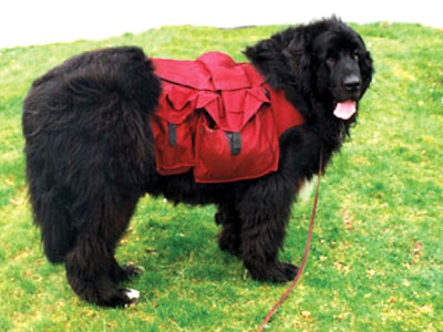 medical negligence dog dies after routine leg surgery