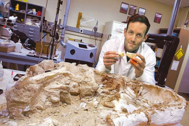 d emic pictured with a fossil of the meat eating dinosaur majungasaurus dug up by stony brook university field crews photo reuters d emic pictured with a fossil of the meat eating dinosaur majungasaurus dug up by stony brook university field crews photo reuters