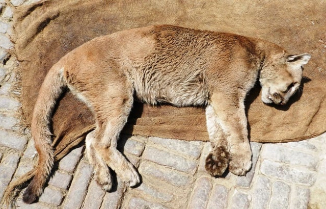 moti and its partner billi were brought to the zoo under a jungle exchange programme in 2008 photo shams qazaffi express moti and its partner billi were brought to the zoo under a jungle exchange programme in 2008 photo shams qazaffi express