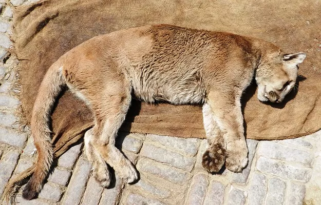 moti and its partner billi were brought to the zoo under a jungle exchange programme in 2008 photo shams qazaffi express moti and its partner billi were brought to the zoo under a jungle exchange programme in 2008 photo shams qazaffi express