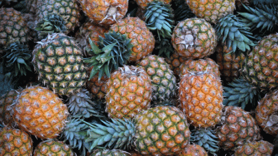 spanish police seize cocaine stuffed pineapples spanish police seize cocaine stuffed pineapples
