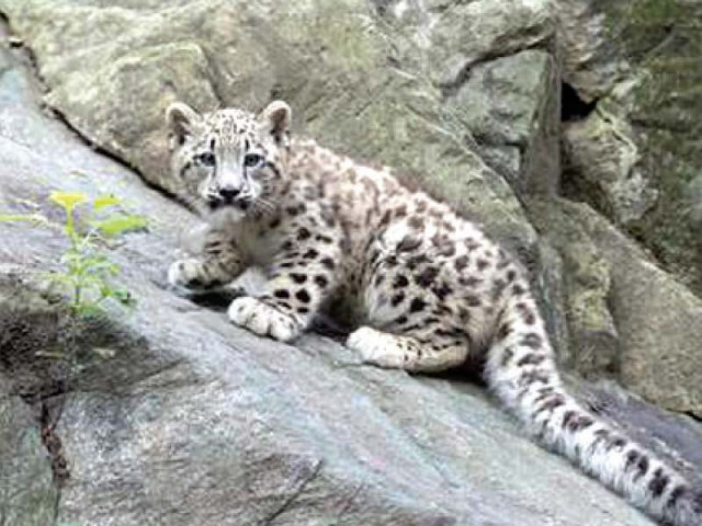 file photo of leo from 2013 file photo of leo from 2013