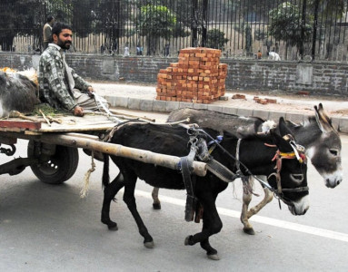 livelihood at stake donkey cart owners protest ban on grain market access