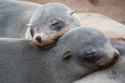 seals help scientists probe remote seas for global warming climate change