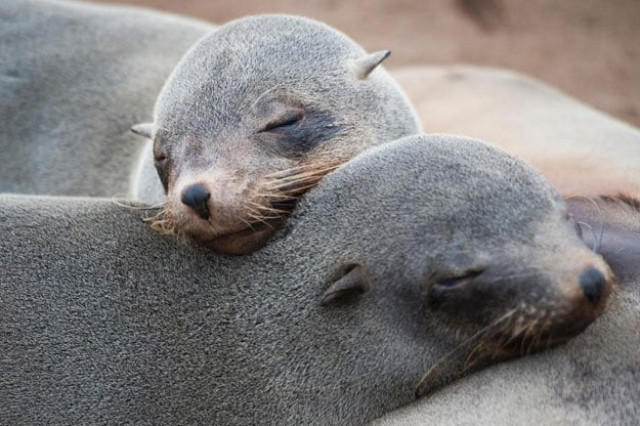 seals fitted with sensors on their heads are helping scientists explore the oceans photo afp