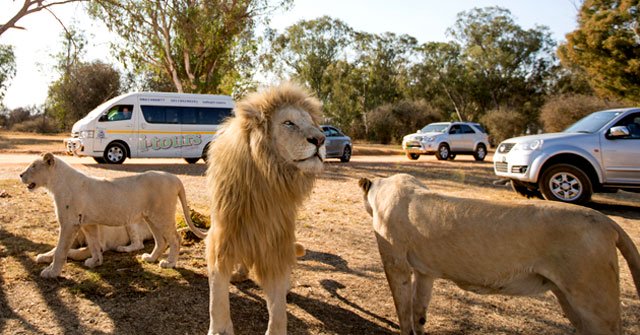 photo lion park
