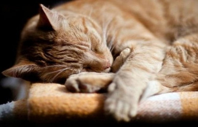 pet murder lhc requested to expedite action against vet