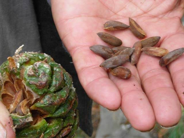 chilghoza forests are very important for the local economy since the chilghoza nuts can fetch good prices in the marketplace photo rina saeed khan chilghoza forests are very important for the local economy since the chilghoza nuts can fetch good prices in the marketplace photo rina saeed khan