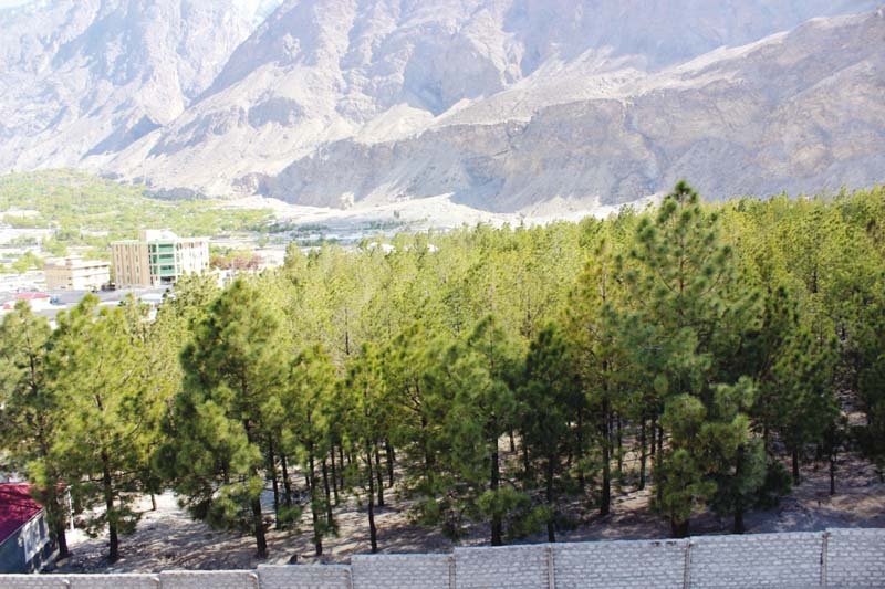 police turn blind eye as illegal cattle grazing tree cutting continues at nih photo shabbir mir express