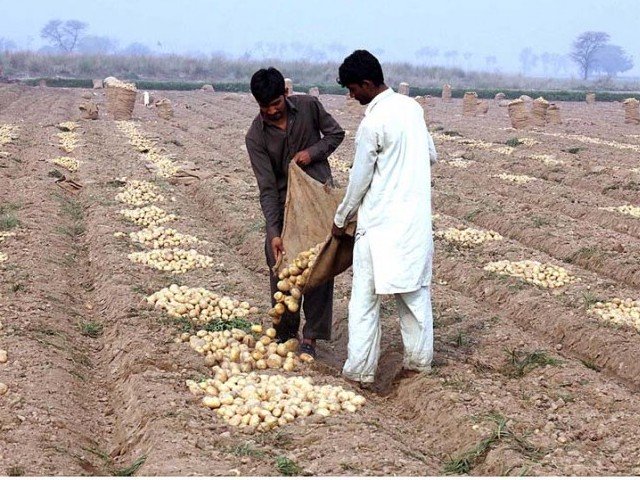 farmers collecting and filling the bags of potatoes at their field photo app