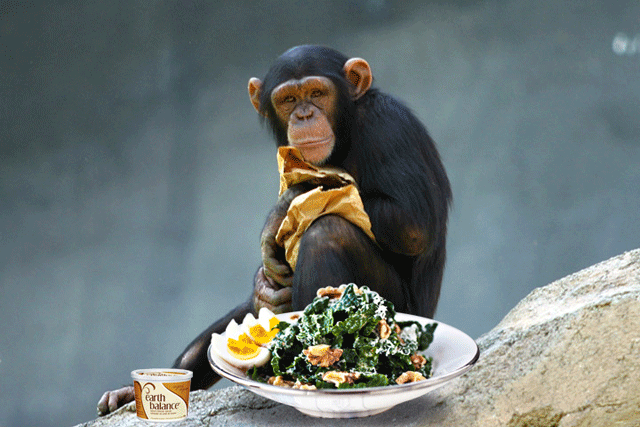 chimps have all the brainpower needed to cook photo bonappetit