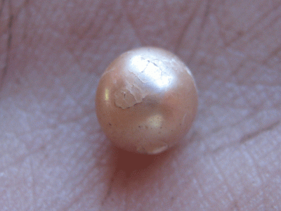 2 000 year old natural pearl found at remote australian site