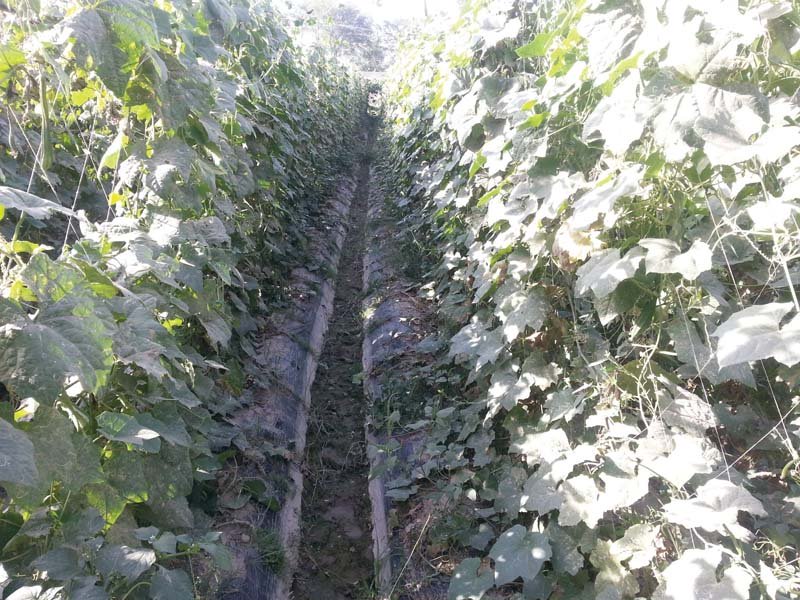 according to estimates of the punjab agricultural department there are more than 200 000 acres of tunnel farms in punjab and the trend is growing photo file