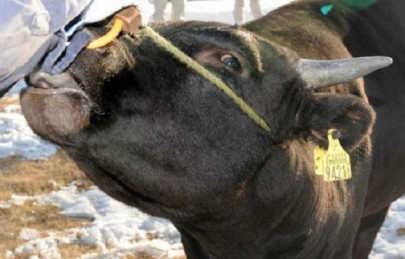 wild and free rampaging ox kills one injures 12 wild and free rampaging ox kills one injures 12