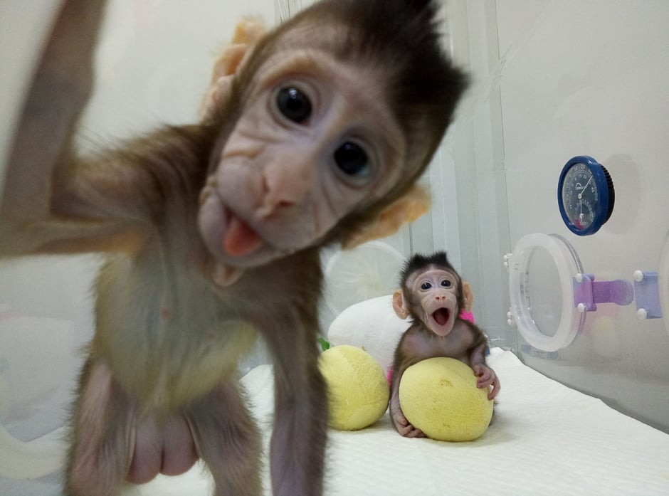 Cloned monkeys Zhong Zhong and Hua Hua are seen at the non-human primate facility at the Chinese Academy of Sciences in Shanghai, China. PHOTO: REUTERS