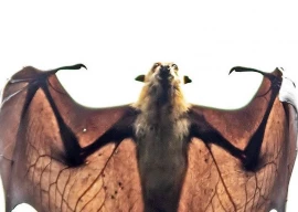 web winged and in peril