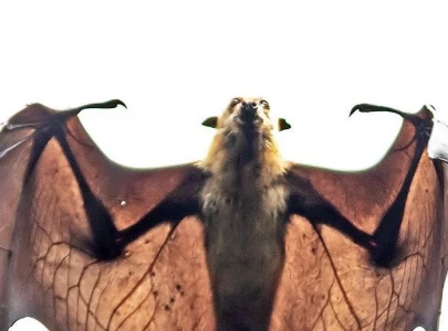 web winged and in peril web winged and in peril