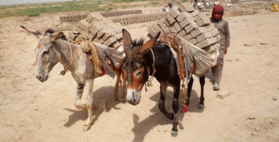 missing rights beasts of burden suffer in absence of legislation missing rights beasts of burden suffer in absence of legislation