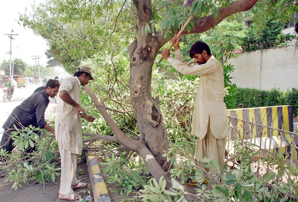 illegal cattle grazing tree cutting continues at nih property photo express file