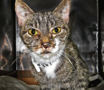 lola the cat survives migrant crossing to italy