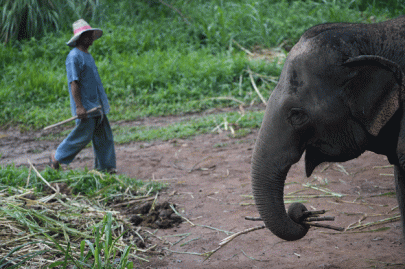 expensive espresso thailand s elephant dung coffee expensive espresso thailand s elephant dung coffee